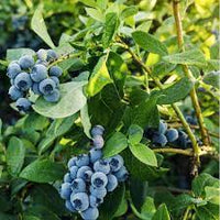 Mirtillo americano vaccinium corymbosum - Pianta di frutta frutto Foto Reali