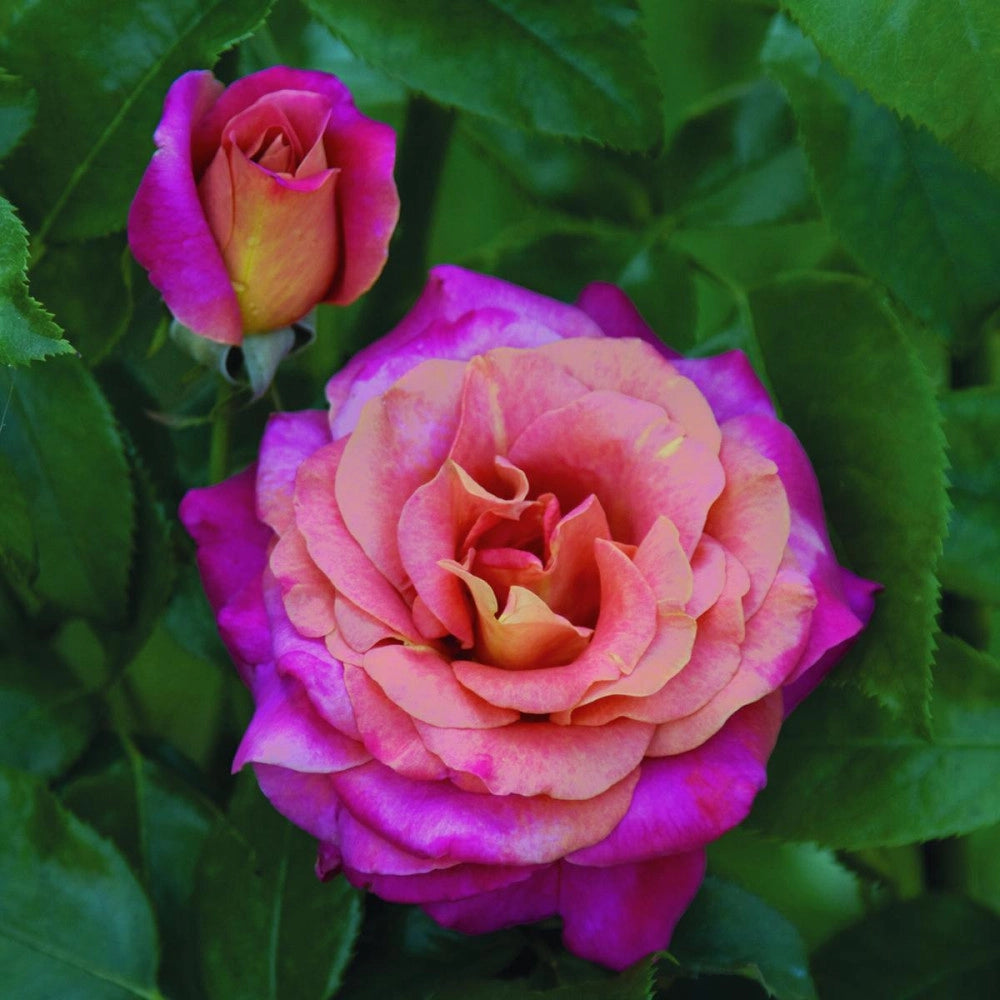 BELLE EPOQUE rosa cespuglio - Pianta di fiore fiori Foto Reali