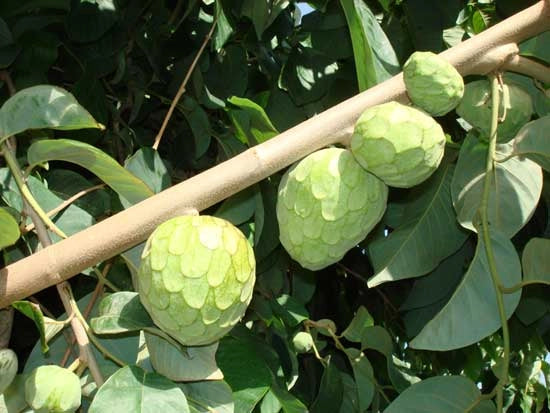 Pianta di Annona cherimola 'Fino de Jete' autofertile foto reali H 150cm
