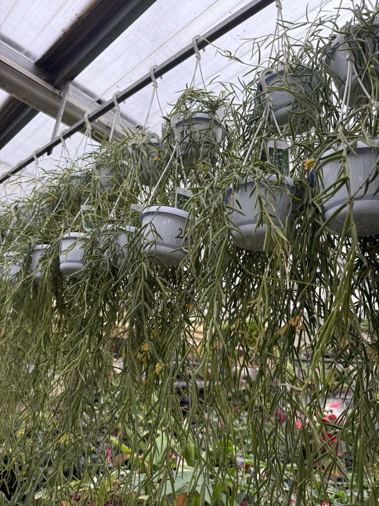 Pianta di hoya linearis basket 12 fiore di cera