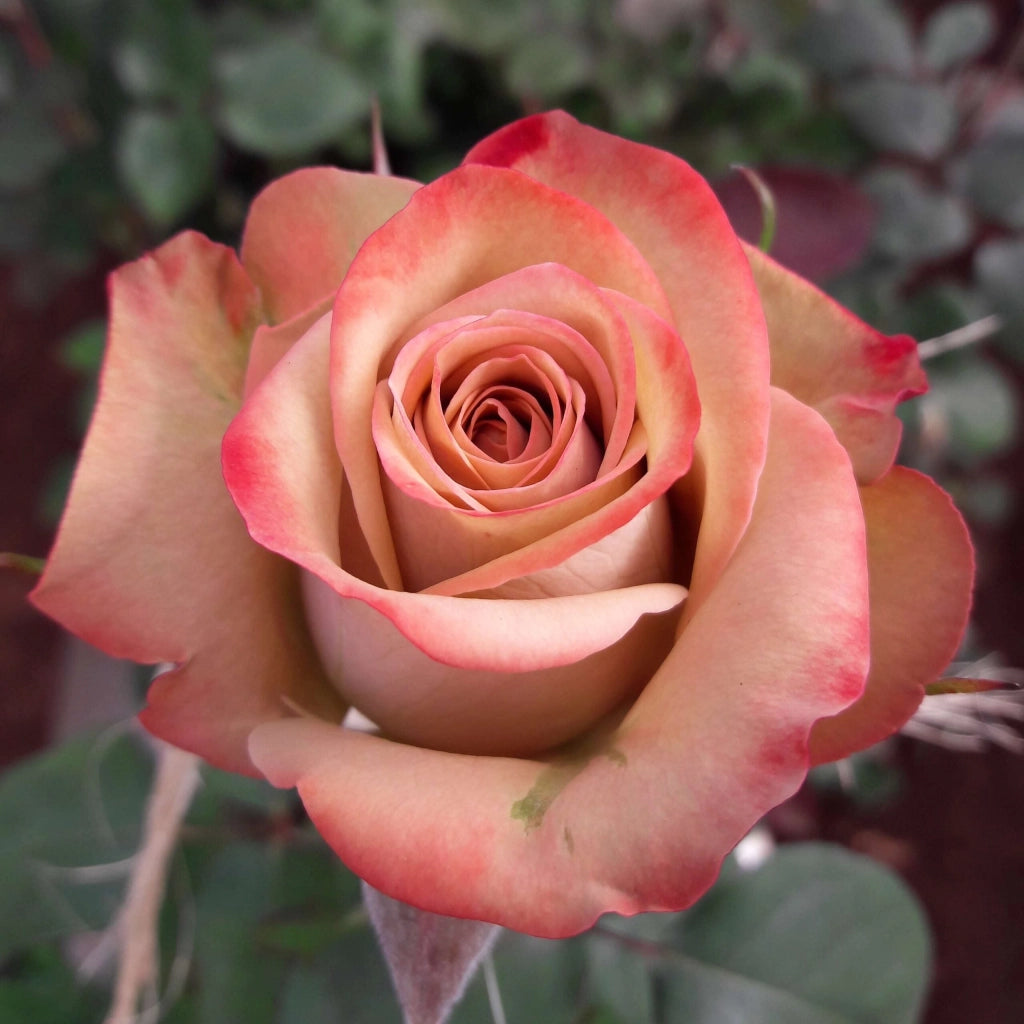 Gardenaria Rosa 'Cappuccino' Tantau - Rosa da giardino Altezza: 30/40 cm (vaso22)