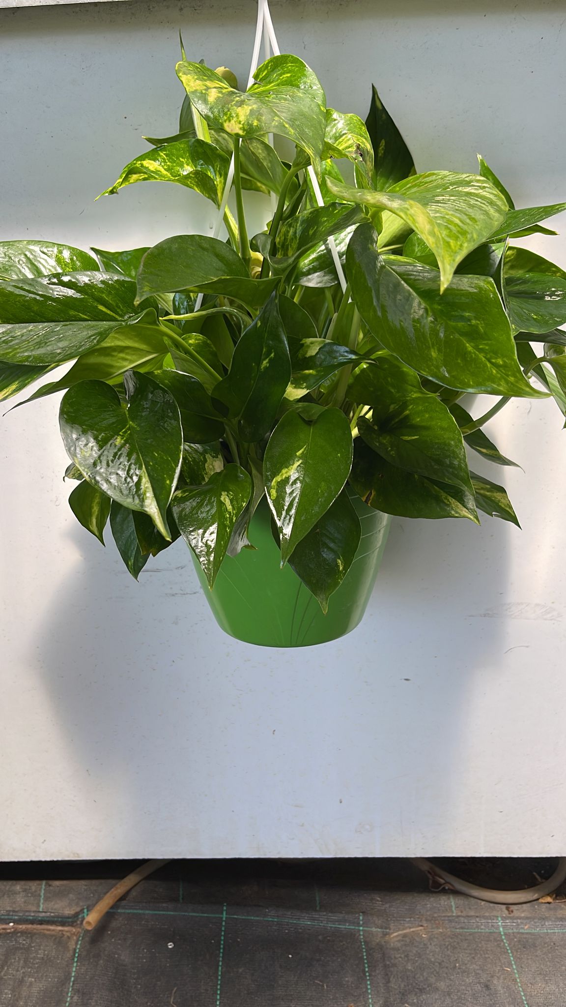 Pothos pianta da interni Vaso 18 Foto Reali Potos, Potus, Photus pianta pendente