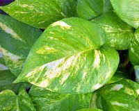 Pothos pianta da interni Vaso 18 Foto Reali Potos, Potus, Photus pianta pendente