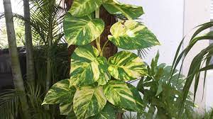 Pothos pianta da interni Vaso 18 Foto Reali Potos, Potus, Photus pianta pendente