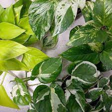 Pothos pianta da interni Vaso 18 Foto Reali Potos, Potus, Photus pianta pendente