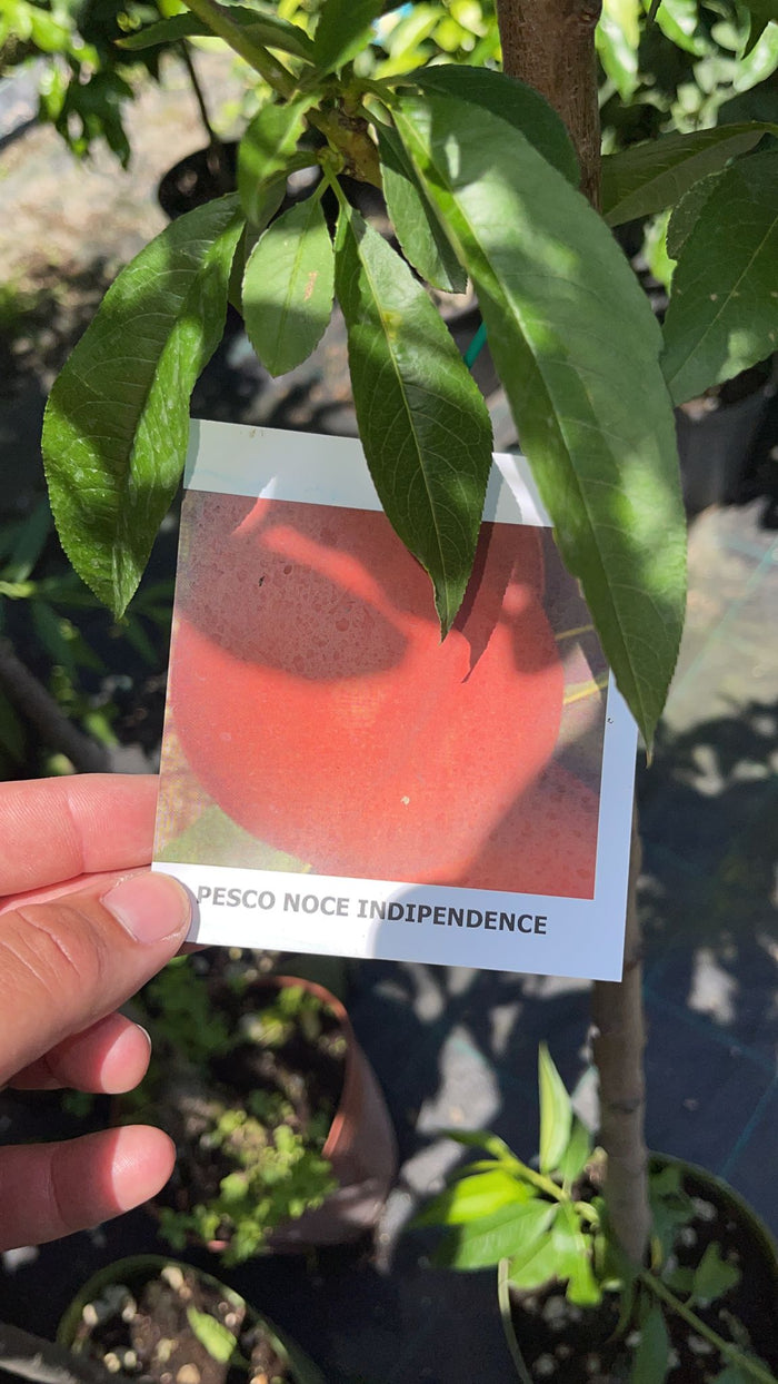 PESCO NOCE INDEPENDENCE - Pianta Albero di Frutto Frutta Foto Reali
