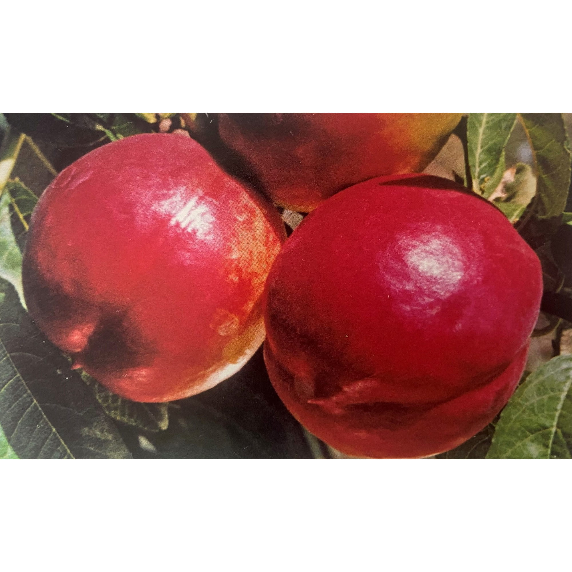 PESCO NOCE INDEPENDENCE - Pianta Albero di Frutto Frutta Foto Reali