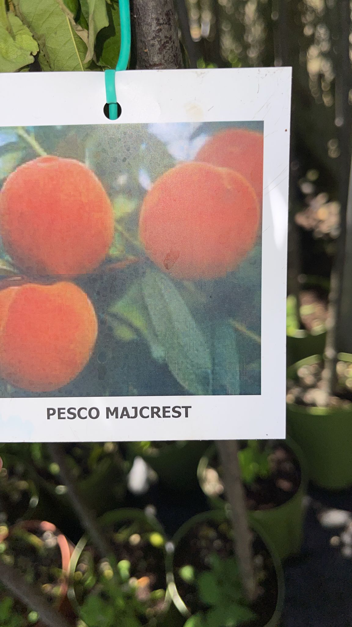 Pesco “Maycrest” Prunus persica 'Maycrest' - Pianta Albero da Frutta Foto Reali