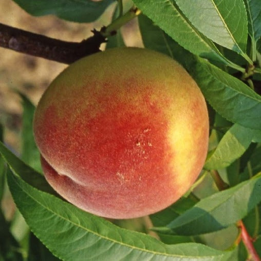 Pesco “Maycrest” Prunus persica 'Maycrest' - Pianta Albero da Frutta Foto Reali