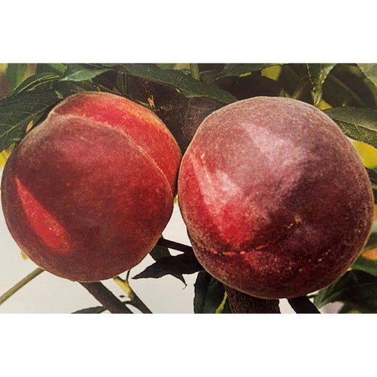 Pesco “Maycrest” Prunus persica 'Maycrest' - Pianta Albero da Frutta Foto Reali