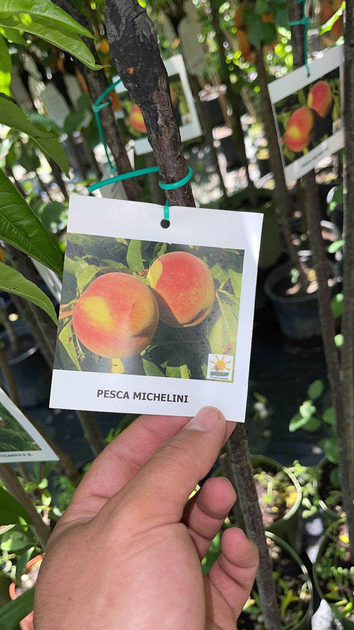 Pesco Michelini (Prunus persica) - Pianta Albero di da frutta frutto Foto Reali
