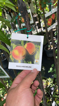 Pesco Michelini (Prunus persica) - Pianta Albero di da frutta frutto Foto Reali
