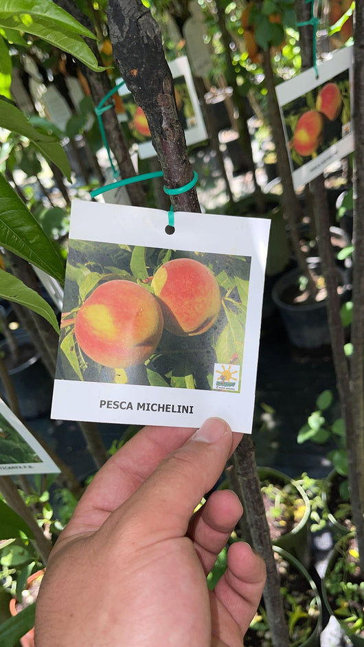 Pesco Michelini (Prunus persica) - Pianta Albero di da frutta frutto Foto Reali