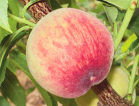 Pesco Michelini (Prunus persica) - Pianta Albero di da frutta frutto Foto Reali