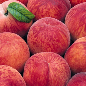 Pesco Michelini (Prunus persica) - Pianta Albero di da frutta frutto Foto Reali