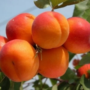 Albicocco “Tyrinthos” Prunus armeniaca 'Tyrinthos' Pianta da Frutto Foto Rreali