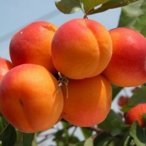 Albicocco “Tyrinthos” Prunus armeniaca 'Tyrinthos' Pianta da Frutto Foto Rreali