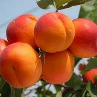 Albicocco “Tyrinthos” Prunus armeniaca 'Tyrinthos' Pianta da Frutto Foto Rreali