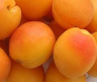 Albicocco “Tyrinthos” Prunus armeniaca 'Tyrinthos' Pianta da Frutto Foto Rreali