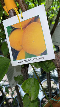 Albicocco “Tyrinthos” Prunus armeniaca 'Tyrinthos' Pianta da Frutto Foto Rreali