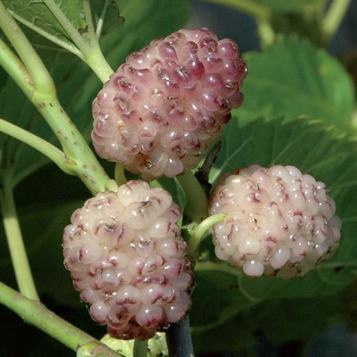 Gelso Sangue e Latte Morus - pianta da frutto frutta Asia Moraceae Foto Reali
