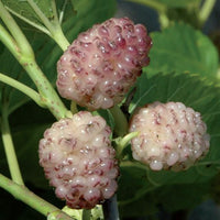 Gelso Sangue e Latte Morus - pianta da frutto frutta Asia Moraceae Foto Reali