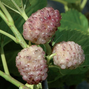 Gelso Sangue e Latte Morus - pianta da frutto frutta Asia Moraceae Foto Reali