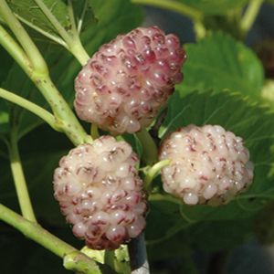 Gelso Sangue e Latte Morus - pianta da frutto frutta Asia Moraceae Foto Reali