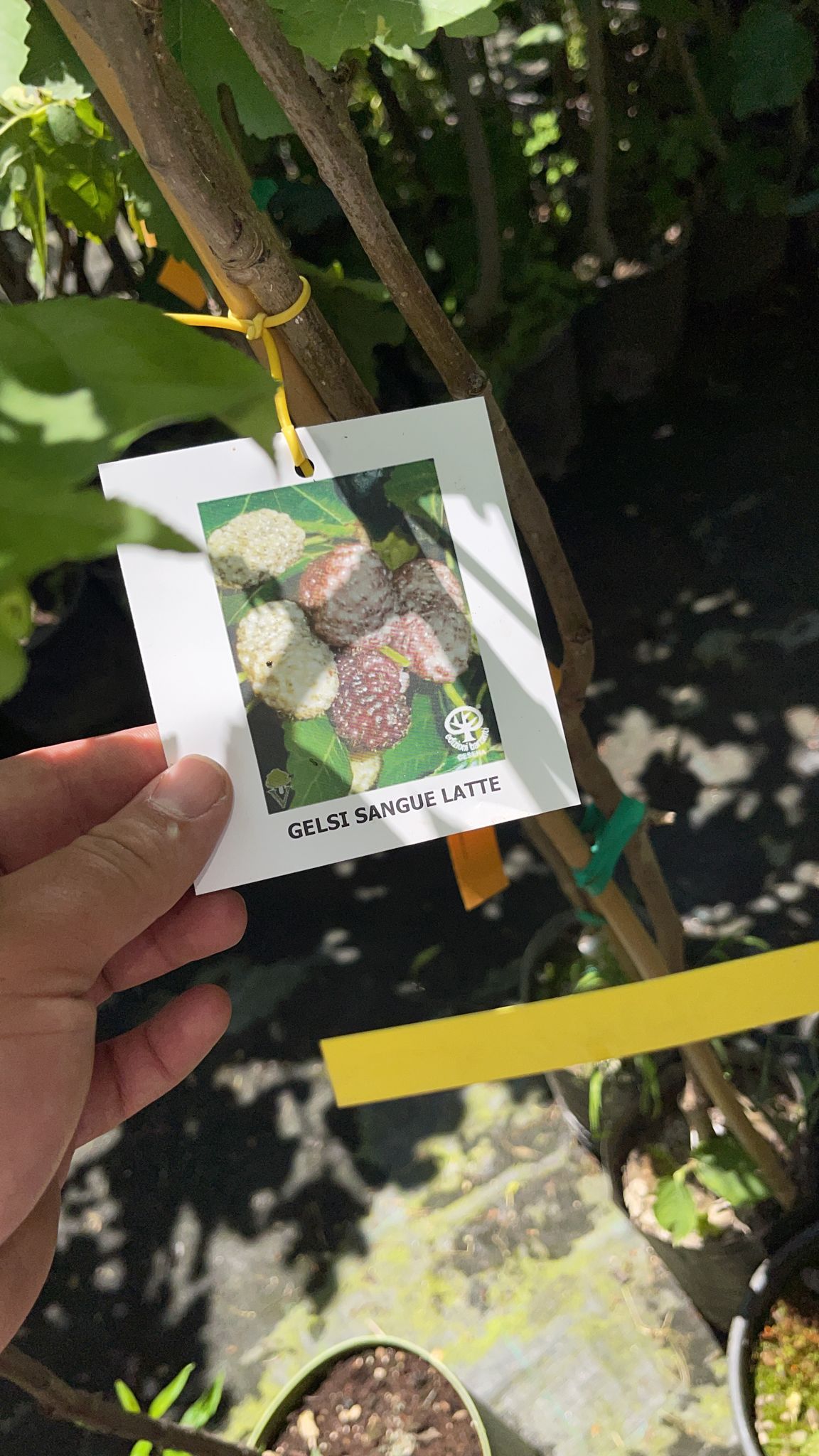 Gelso Sangue e Latte Morus - pianta da frutto frutta Asia Moraceae Foto Reali