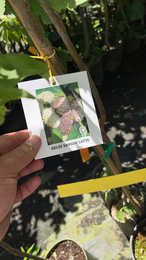 Gelso Sangue e Latte Morus - pianta da frutto frutta Asia Moraceae Foto Reali