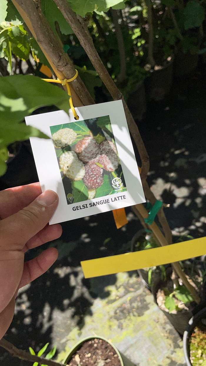 Gelso Sangue e Latte Morus - pianta da frutto frutta Asia Moraceae Foto Reali