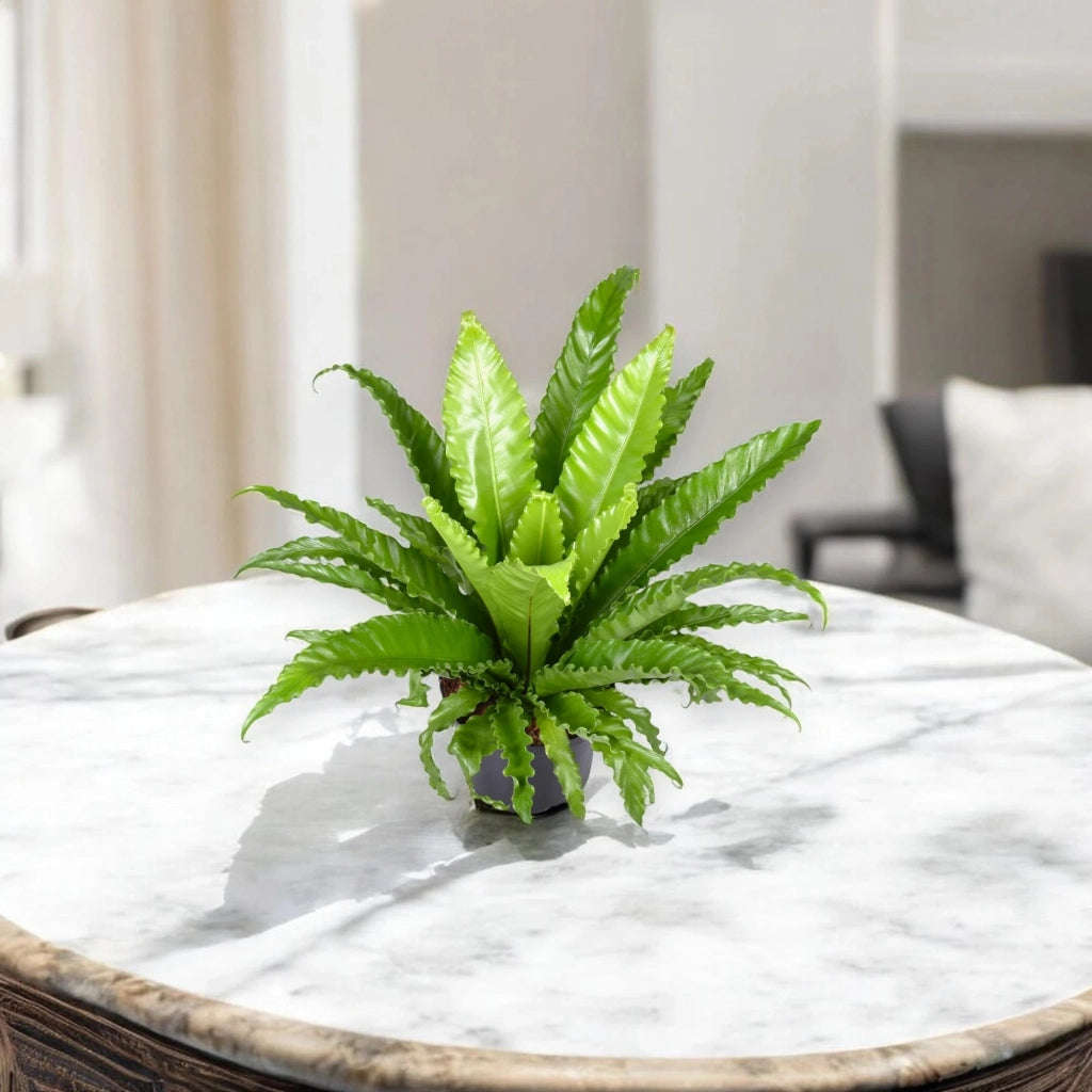 Gardenaria Asplenium antiquum 'Osaka' - Pianta da interno ornamentale Altezza: 25 cm (vaso 12)