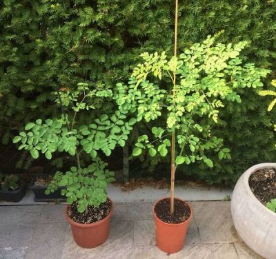 Moringa oleifera - Pianta dei miracoli DALLE MILLE PROPRIETÀ Vaso 17 Foto Reali