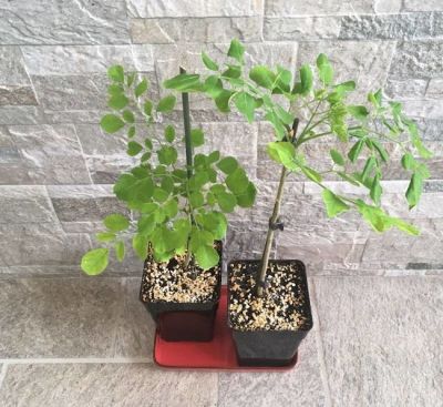 Moringa oleifera - Pianta dei miracoli DALLE MILLE PROPRIETÀ Vaso 17 Foto Reali