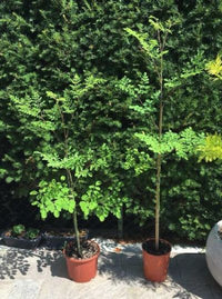 Moringa oleifera - Pianta dei miracoli DALLE MILLE PROPRIETÀ Vaso 17 Foto Reali