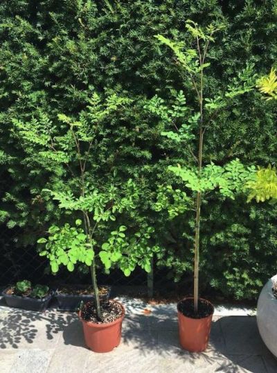 Moringa oleifera - Pianta dei miracoli DALLE MILLE PROPRIETÀ Vaso 17 Foto Reali