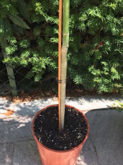 Moringa oleifera - Pianta dei miracoli DALLE MILLE PROPRIETÀ Vaso 17 Foto Reali