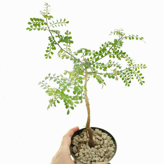 Operculicarya decaryi Albero dell'elefante, Jabily Vaso 17 Pianta Foto Reali