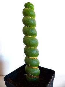 Eulychnia castanea spiralis vaso 10,5 - Pianta Grassa