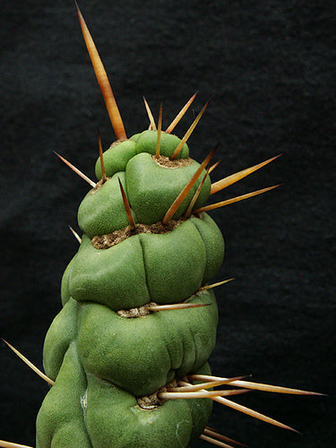 Eulychnia castanea spiralis vaso 10,5 - Pianta Grassa