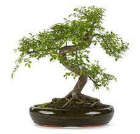 Bonsai Zelkova - Olmo Giapponese albero in miniatura del Giappone Foto Reali