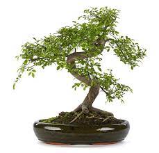 Bonsai Zelkova - Olmo Giapponese albero in miniatura del Giappone Foto Reali