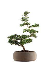 Bonsai Zelkova - Olmo Giapponese albero in miniatura del Giappone Foto Reali