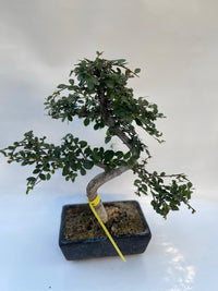 Bonsai Zelkova - Olmo Giapponese albero in miniatura del Giappone Foto Reali