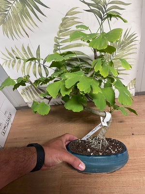 Ginkgo (Ginkgo biloba) - Bonsai Empire Pianta Vaso 20 H 35/40 Foto Reali