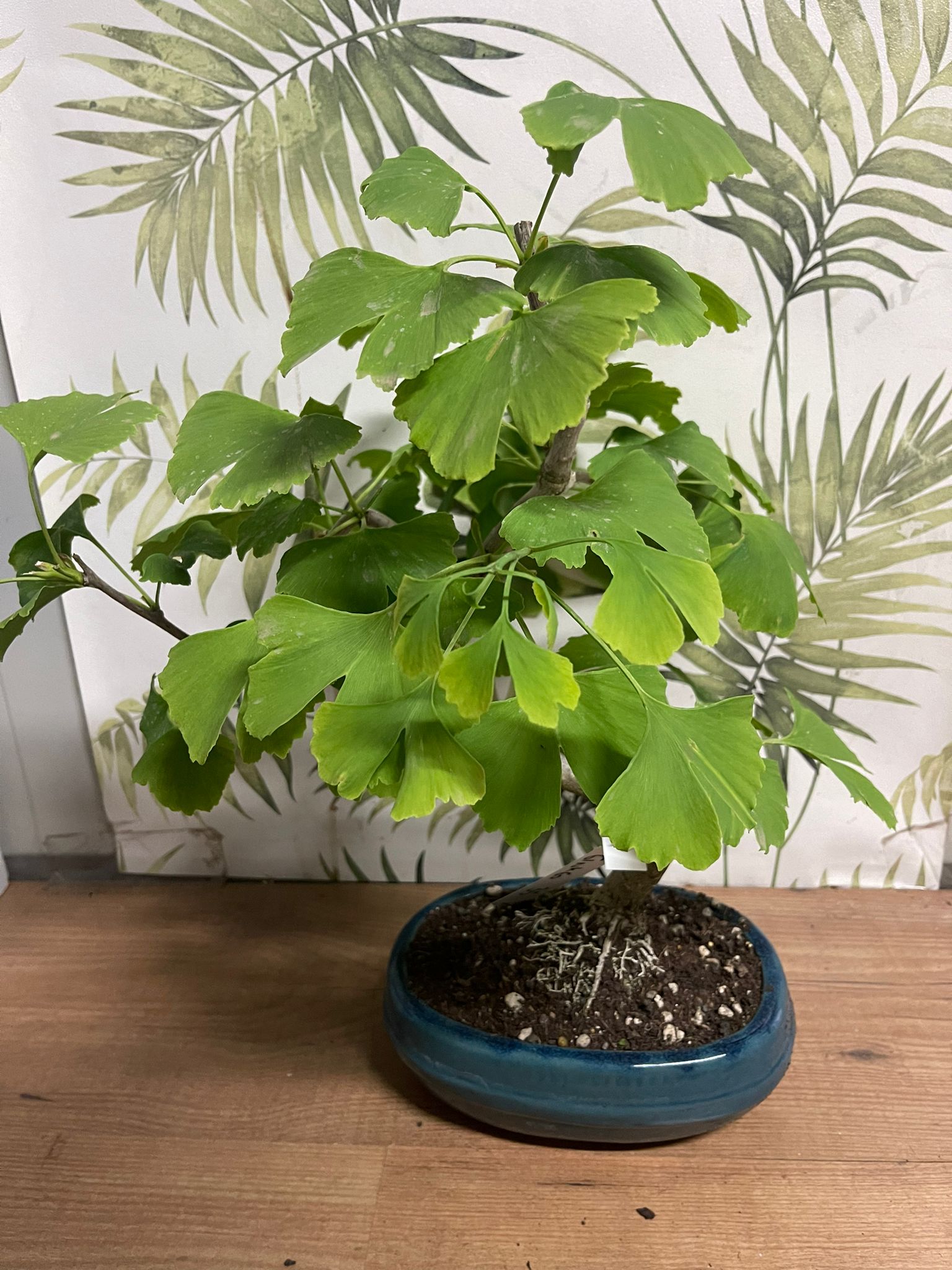 Ginkgo (Ginkgo biloba) - Bonsai Empire Pianta Vaso 20 H 35/40 Foto Reali