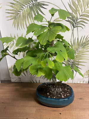 Ginkgo (Ginkgo biloba) - Bonsai Empire Pianta Vaso 20 H 35/40 Foto Reali