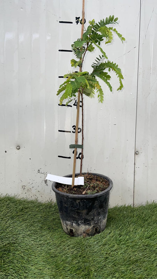 TAMARINDO ‘Tamarindus Indica’ Pianta albero frutto tropicale Vaso 18 Foto Reali