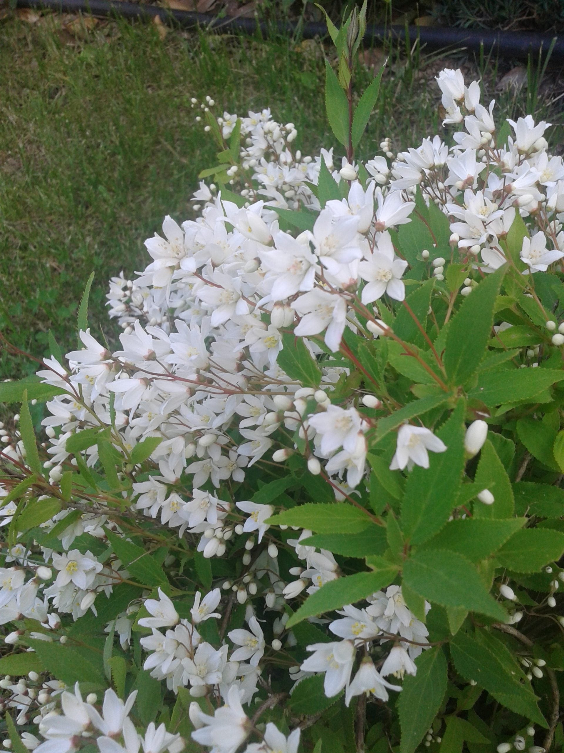 Deutzia Gracilis - Pianta arbusto Giappone Vaso 20 Foto Reali