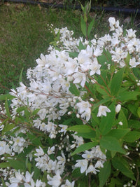 Deutzia Gracilis - Pianta arbusto Giappone Vaso 20 Foto Reali